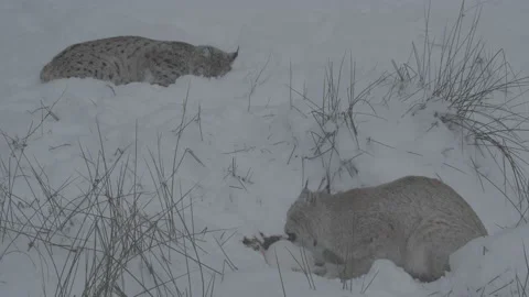 Lynx (Lynx lynx) Stock-Footage 163540911