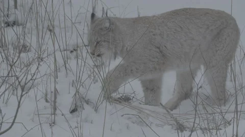 Lynx (Lynx lynx) Stock Footage 163540986