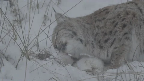 Lynx (Lynx lynx) Stock Footage 163540998