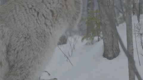 Lynx (Lynx lynx) 스톡 동영상 163541122