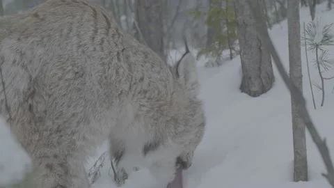 Lynx (Lynx lynx) Video stock 163541331