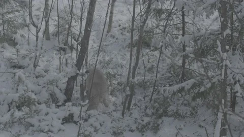Lynx (Lynx lynx) Stock Footage 163541470