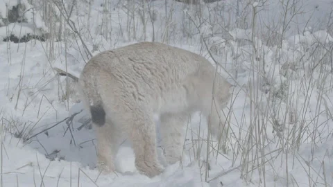 Lynx (Lynx lynx) Stock Footage 163541713