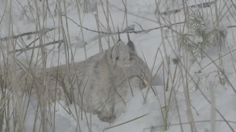 Lynx (Lynx lynx) Stock Footage 163541738