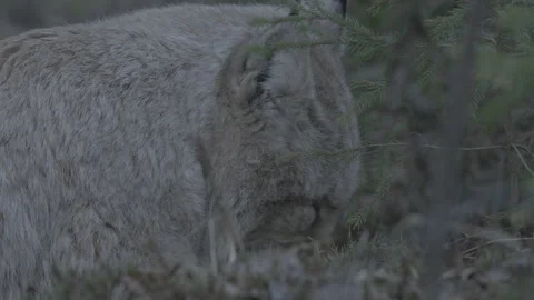 Lynx (Lynx lynx) Stock Footage 163541895