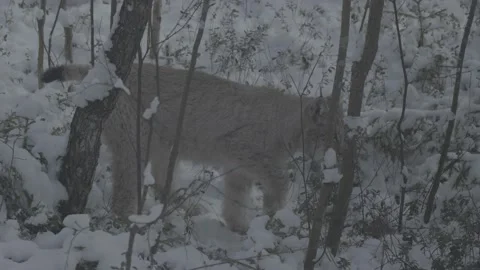 Lynx (Lynx lynx) Stock Footage 163541981