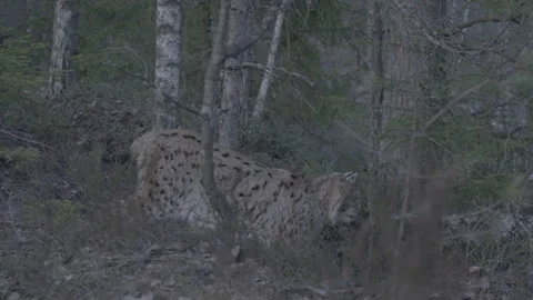 Lynx (Lynx lynx) Video stock 163542021