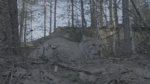 Lynx (Lynx lynx) Video stock 163542094