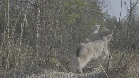 Lynx (Lynx lynx) Stock Footage 163542181