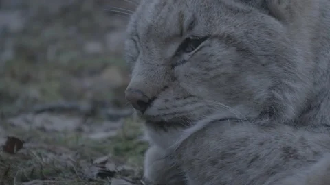 Lynx (Lynx lynx) Stock Footage 163542281