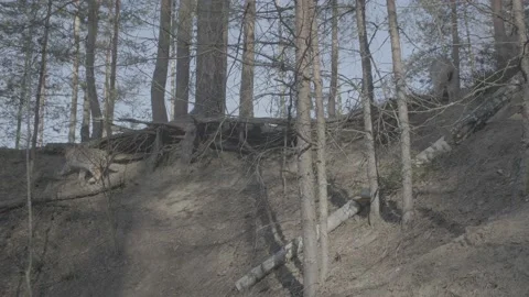 Lynx (Lynx lynx) Stock Footage 163542314