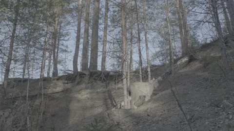 Lynx (Lynx lynx) Stock Footage 163542376