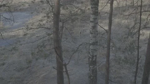 Lynx (Lynx lynx) Stock Footage 163542412
