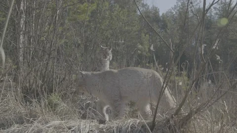 Lynx (Lynx lynx) Stock Footage 163542422