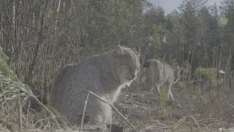 Lynx (Lynx lynx) Stock Footage 163542465