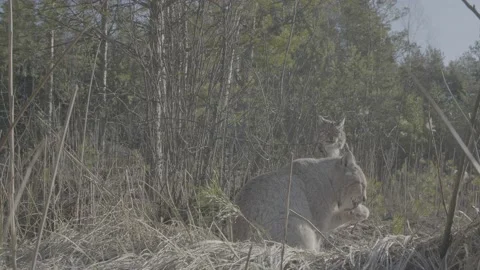 Lynx (Lynx lynx) Stock Footage 163542676