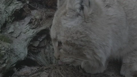 Lynx (Lynx lynx) Stock Footage 163542904