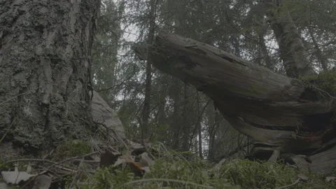 Lynx (Lynx lynx) Stock Footage 163543233
