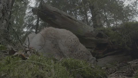 Lynx (Lynx lynx) Stock Footage 163543440