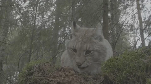 Lynx (Lynx lynx) Stock Footage 163543442