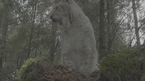 Lynx (Lynx lynx) Stock Footage 163543512