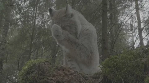 Lynx (Lynx lynx) Stock Footage 163543554