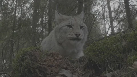 Lynx (Lynx lynx) Stock Footage 163543577