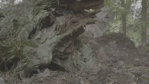 Lynx (Lynx lynx) Stock Footage 163543644