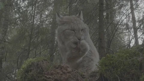 Lynx (Lynx lynx) Stock Footage 163543675