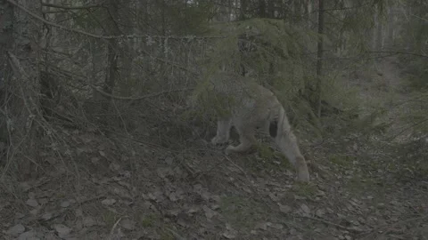 Lynx (Lynx lynx) Stock Footage 163543678