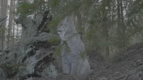 Lynx (Lynx lynx) Stock Footage 163543704