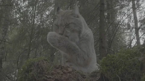 Lynx (Lynx lynx) 스톡 동영상 163543717