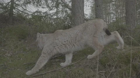 Lynx (Lynx lynx) 스톡 동영상 163543744