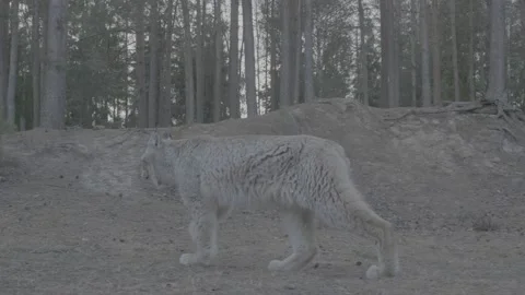 Lynx (Lynx lynx) Stock Footage 163543757