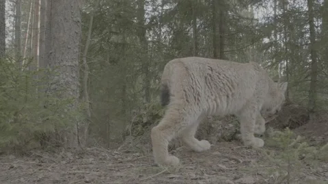 Lynx (Lynx lynx) 스톡 동영상 163543807