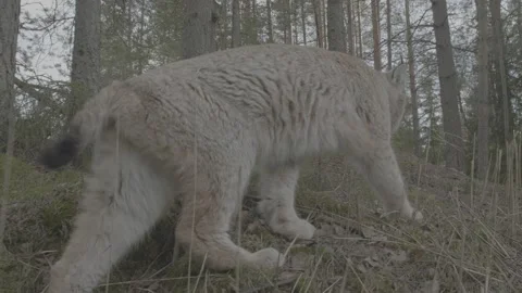 Lynx (Lynx lynx) Stock Footage 163543814