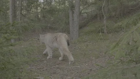 Lynx (Lynx lynx) Stock Footage 163543860
