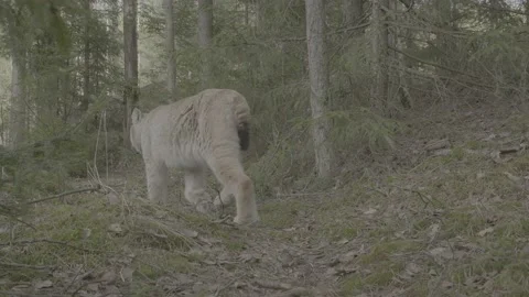Lynx (Lynx lynx) Video stock 163543885