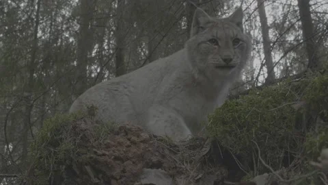 Lynx (Lynx lynx) Video stock 163543947