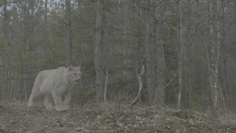 Lynx (Lynx lynx) Stock Footage 163543973