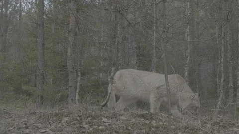 Lynx (Lynx lynx) Stock Footage 163544020