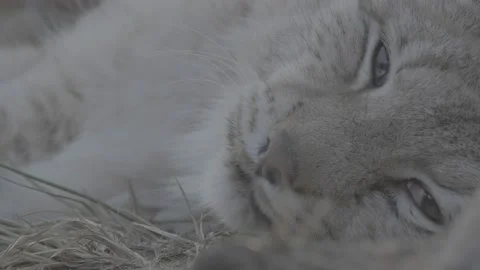 Lynx (Lynx lynx) Stock Footage 163544114