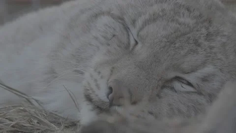 Lynx (Lynx lynx) Stock Footage 163544173