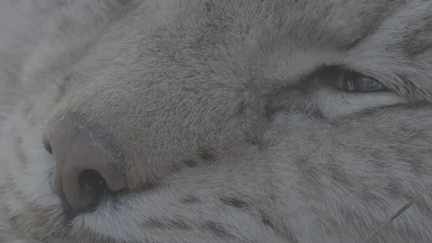 Lynx (Lynx lynx) Stock Footage 163544294