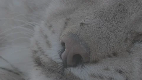 Lynx (Lynx lynx) Stock Footage 163544394