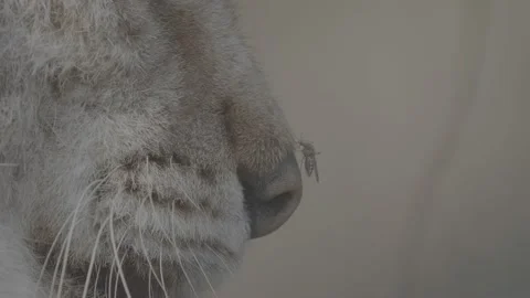 Lynx (Lynx lynx) Stock Footage 163544433