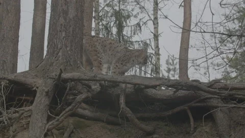 Lynx (Lynx lynx) Stock Footage 163544540