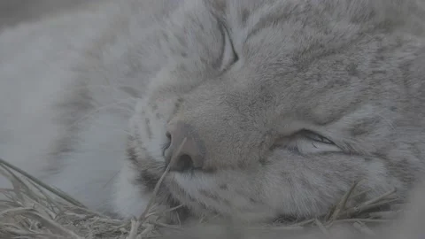Lynx (Lynx lynx) Stock Footage 163544572