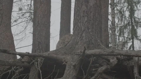 Lynx (Lynx lynx) Stock Footage 163544590