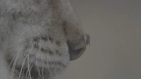 Lynx (Lynx lynx) Stock Footage 163544597